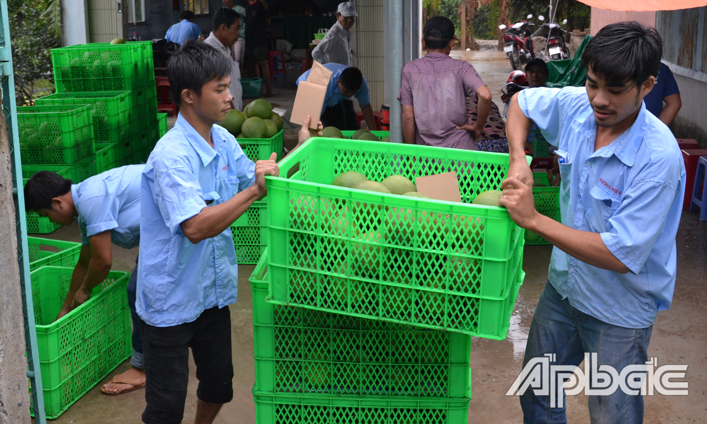 Thông tin bưởi da xanh xuất khẩu chính ngạch mở thêm hy vọng cho người nông dân.