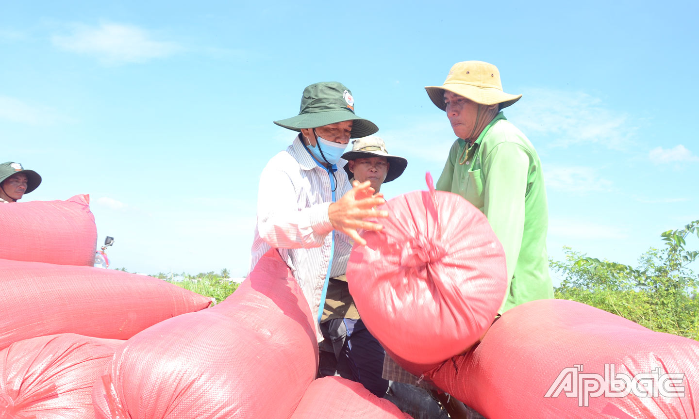 Năng suất lúa thu đông thấp.