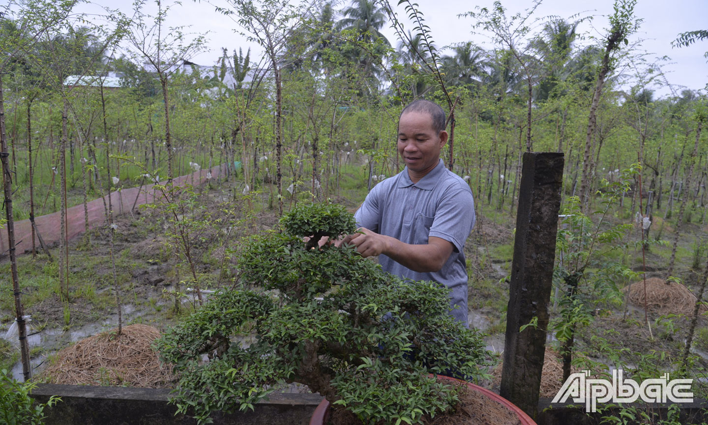 Ông Nguyễn Văn Thiện thu nhập trung bình 300 triệu đồng/năm thông qua bán mai chiếu thủy nu trực tiếp cho khách hàng và các kênh thương mại điện tử.