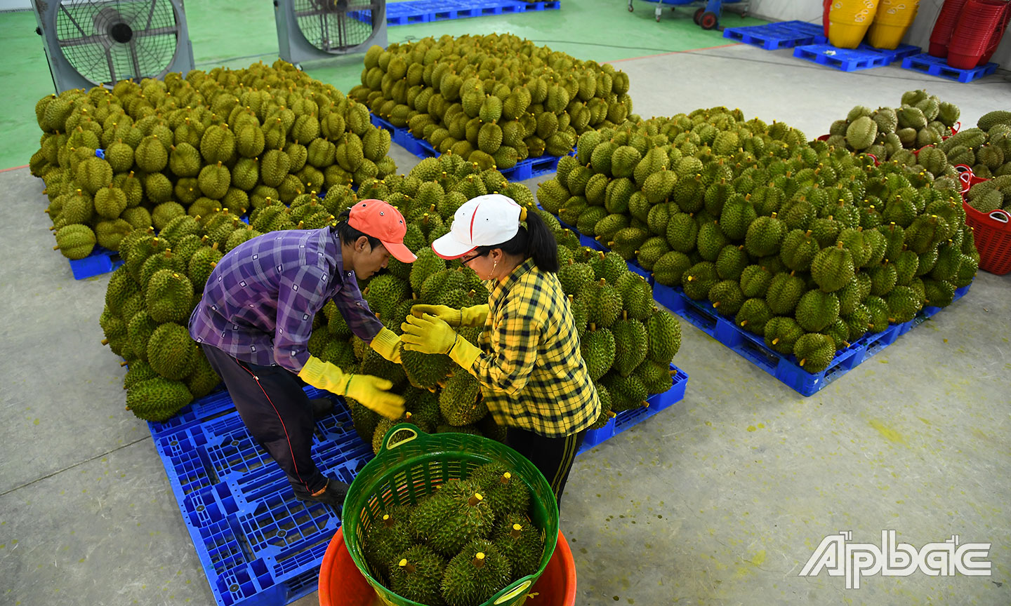 Kim ngạch xuất khẩu ước thực hiện 3,6 tỷ USD, đạt 107,5% kế hoạch, tăng 15,9% so cùng kỳ . 				           Ảnh: LẬP ĐỨC