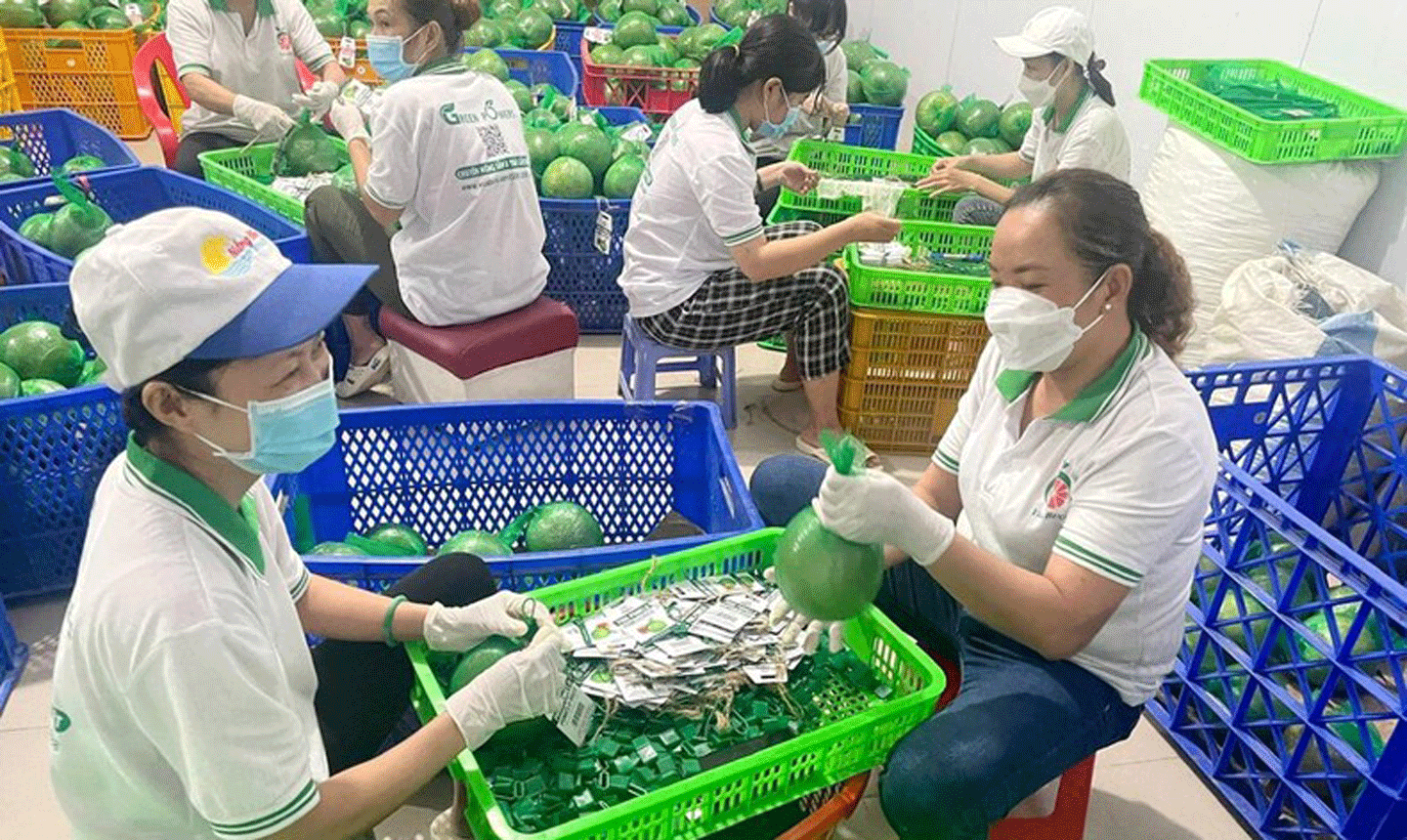 Trái bưởi được nhiều tỉnh đồng bằng sông Cửu Long công nhận là sản phẩm OCOP có giá trị kinh tế cao. (Ảnh TRẦN THƠM) 
