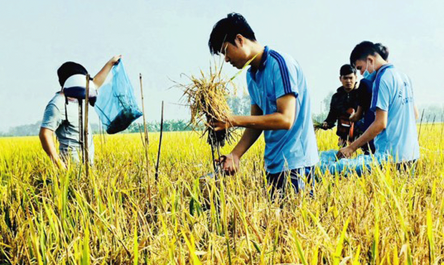 Sinh viên ngành Bảo vệ thực vật Trường ĐH An Giang thực hành về bệnh trên cây lúa