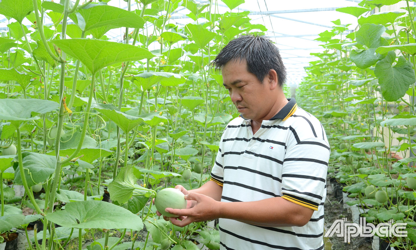 HTX Nông nghiệp sạch Mỹ Phong là một trong những đơn vị của tỉnh tiên phong trong ứng dụng công nghệ cao vào sản xuất nông nghiệp.