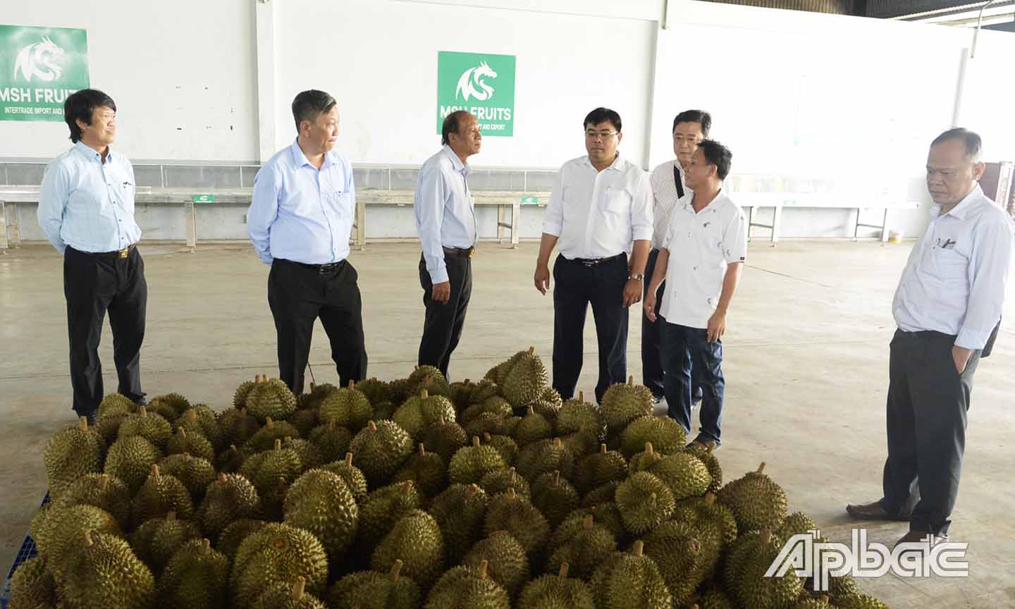 Đoàn đến khảo sát tình hình thu mua, sơ chế sầu riêng tại Công ty TNHH MTV Xuất nhập khẩu MSH.