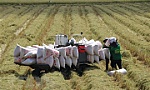 Đồng bằng sông Cửu Long: Tích hợp đa giá trị trong ngành hàng lúa gạo