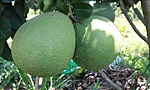 Hai tấn bưởi da xanh Bến Tre đầu tiên đã được xuất khẩu sang Mỹ