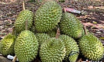 Kỷ lục chưa từng có, xuất khẩu sầu riêng sang Trung Quốc tăng 4.120%