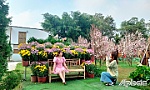 Tiền Giang: Vườn hoa khoe sắc chờ khách du xuân