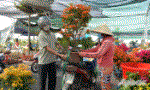 Tiền Giang: Hoa, kiểng ra chợ tết
