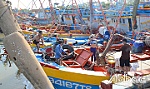 Ngư dân vùng Gò Công: Nô nức vươn khơi đầu năm
