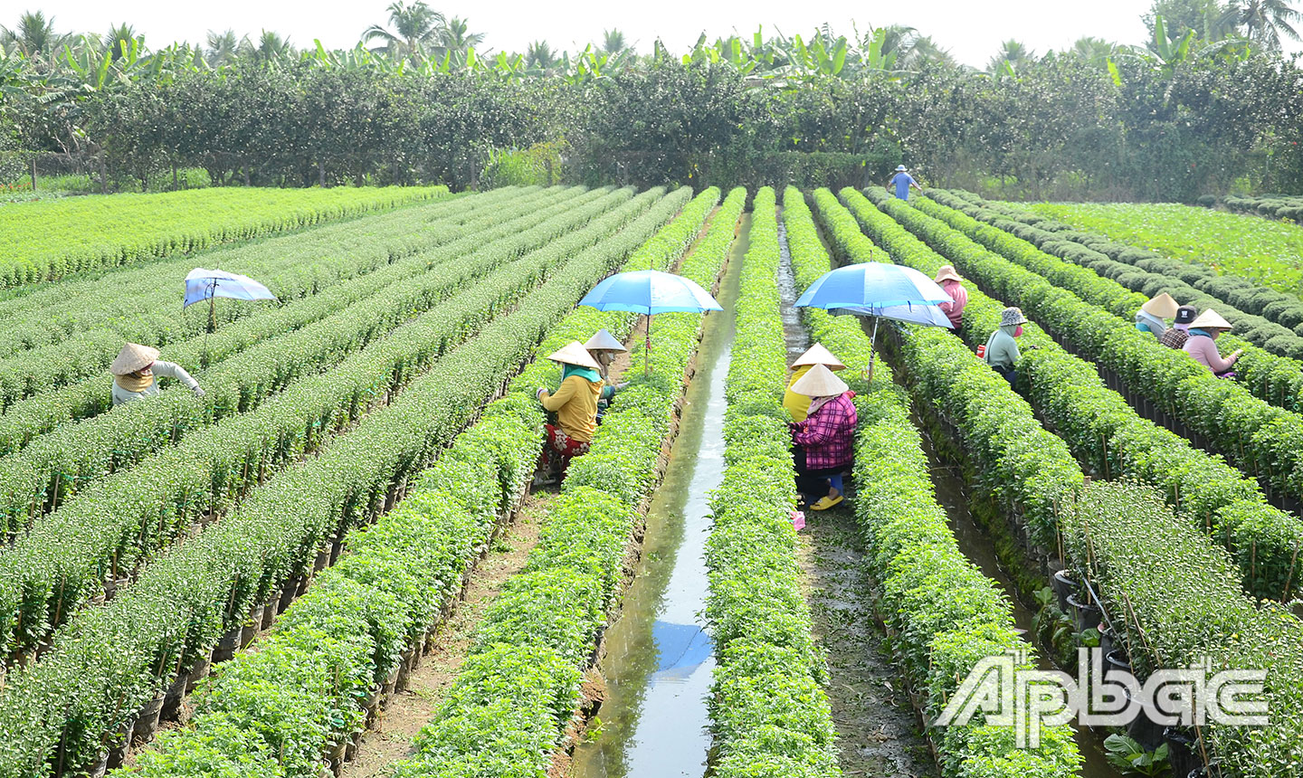 Làng hoa Mỹ Tho vào vụ tết. 																          Ảnh: Minh Thành
