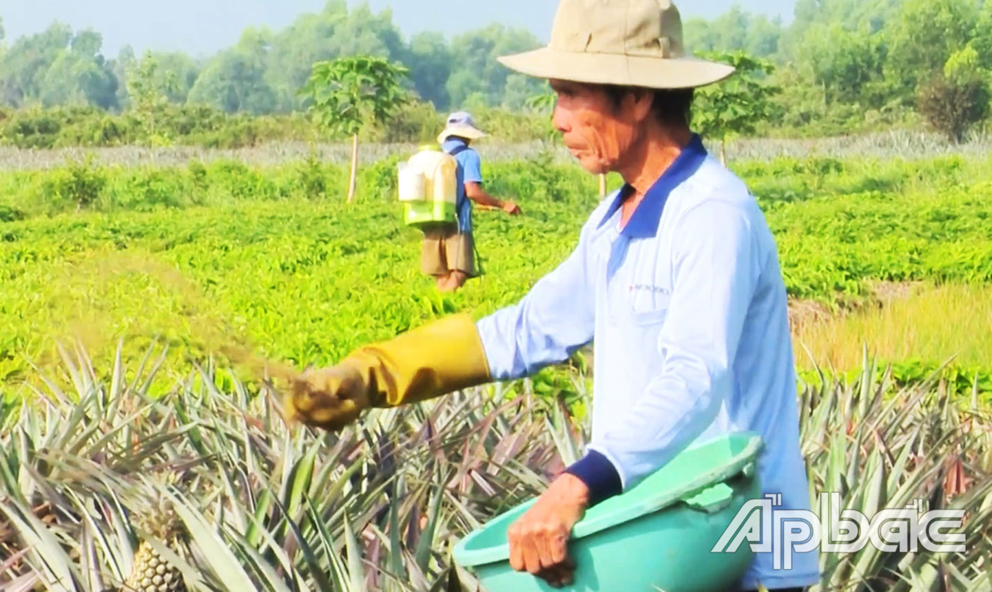  Vườn khóm của ông Phạm Văn Mi tăng năng suất khi áp dụng canh tác theo VietGAP.