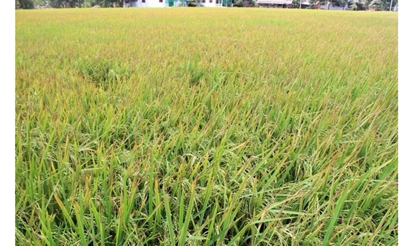 Ngành NN&PTNT luôn đóng vai trò quan trọng trong đảm bảo, giữ vững an ninh lương thực quốc gia (Ảnh: B.T)