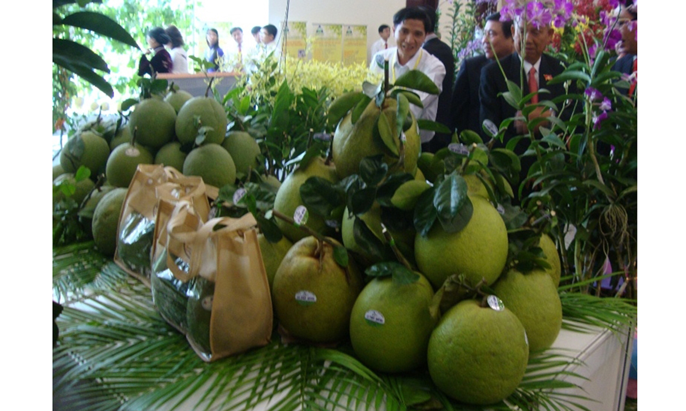 Sản phẩm bưởi da xanh được sản xuất tại Đồng bằng sông Cửu Long được thị trường Mỹ và EU ưa chuộng. (Ảnh: K.V) 