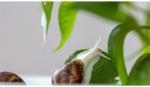 Biến chất nhầy ốc sên thành 'keo dính' vết thương