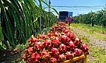 Trung Quốc tiếp tục 'hút hàng', thanh long được giá sau Tết
