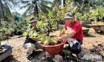 Nông dân chăm sóc hoa, kiểng sau tết