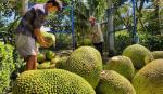 Xuất khẩu nông sản từ góc nhìn giữ ổn định thị trường Trung Quốc