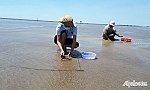 Tiền Giang: Nghêu chết vẫn chưa xác định được nguyên nhân