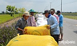Vượt hạn mặn, lúa đông xuân được mùa, trúng giá