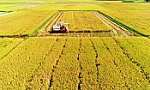 Nâng cao chất lượng gạo xuất khẩu