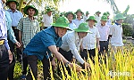 Tiếp tục nhân rộng sản xuất lúa ứng dụng công nghệ cao
