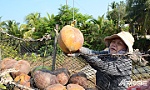 Nhiều loại nông sản giá thấp