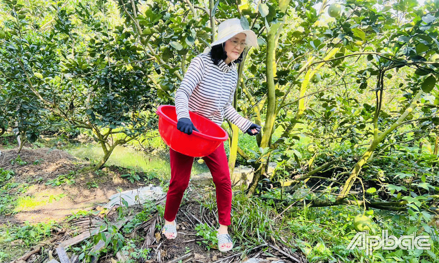 Chị Tuyết bón phân cho bưởi.