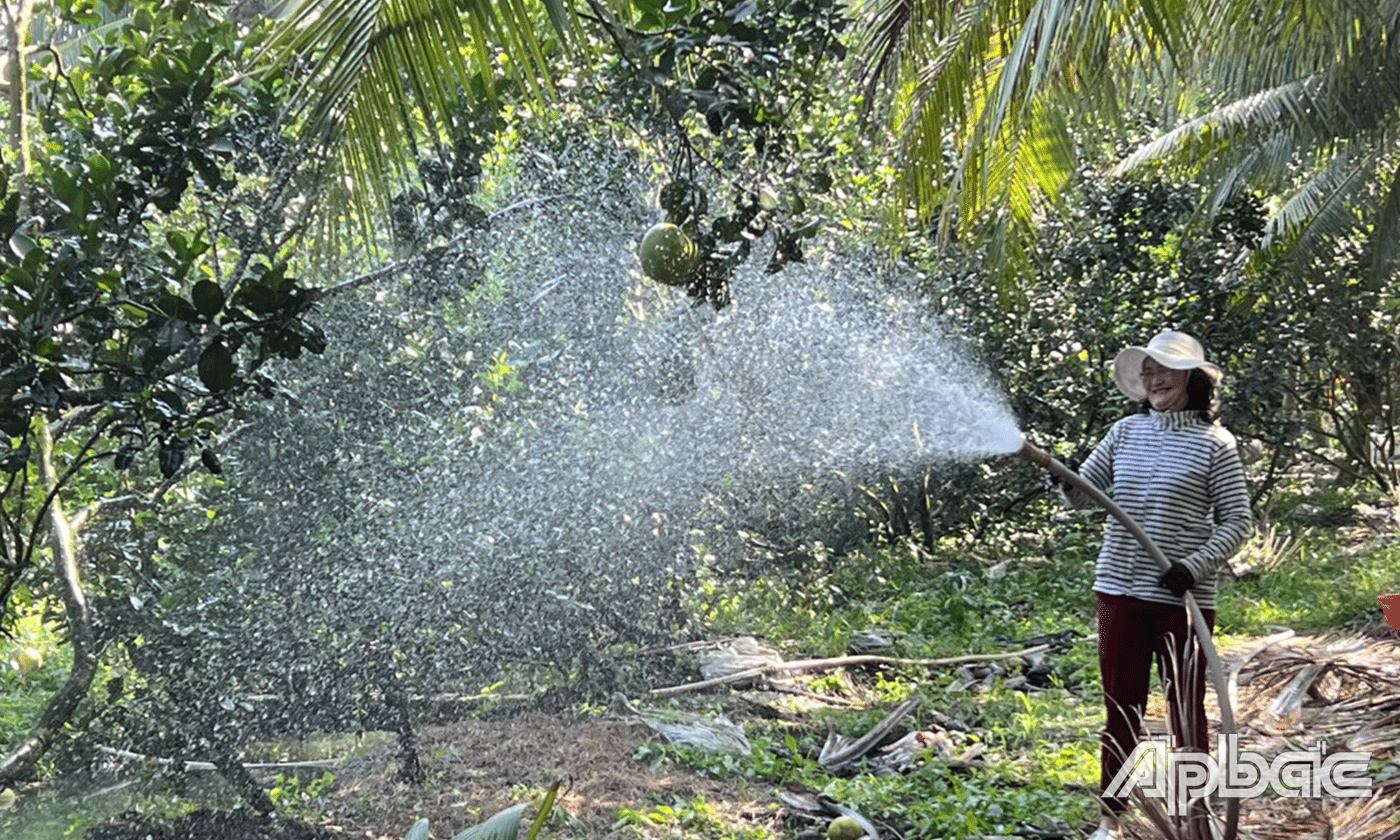 Trồng bưởi cần tưới nước đầy đủ.