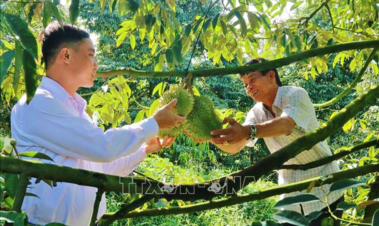 Sầu riêng và nhiều loại nông sản Việt được xuất khẩu sang Trung Quốc bằng đường chính ngạch. Ảnh: TTXVN
