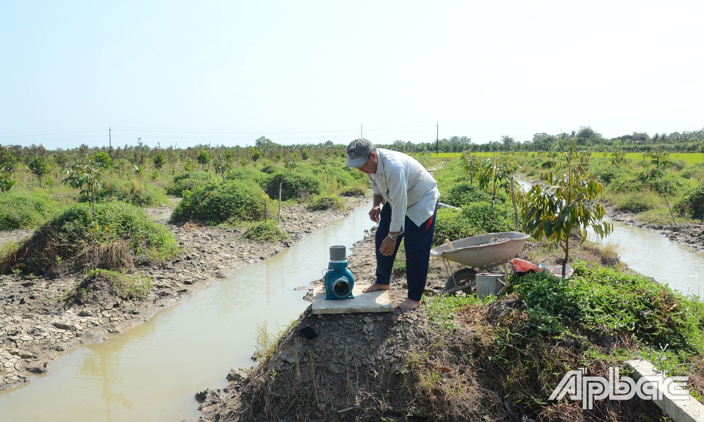Nông dân chuyển đổi từ đất lúa sang trồng sầu riêng.