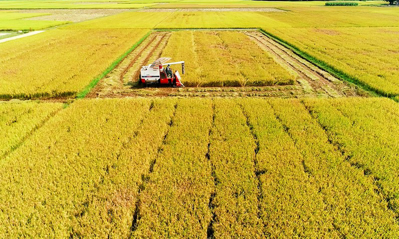 Thu hoạch lúa ở xã Bình Ðào, huyện Thăng Bình, tỉnh Quảng Nam. (Ảnh TUẤN TRẦN)
