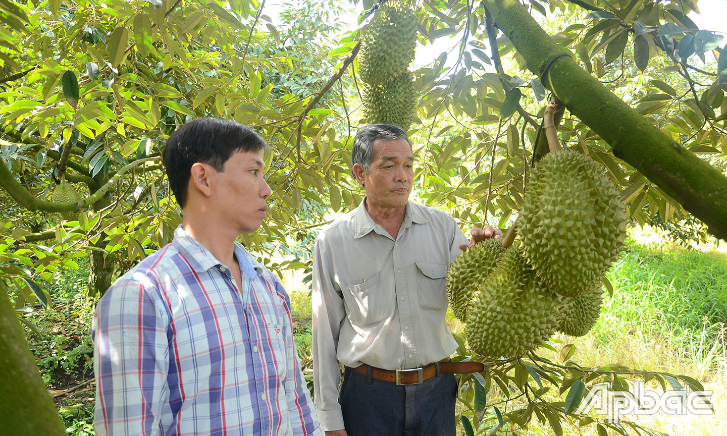 Nông dân chú trọng tham gia xây dựng mã số vùng trồng xuất khẩu sầu riêng chính ngạch sang Trung Quốc.
