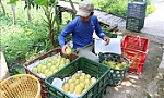 Nâng tầm đặc sản Đồng bằng sông Cửu Long