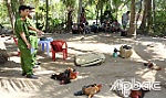 Triệt phá trường gà tại phường 6, TP. Mỹ Tho