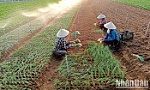 Xây dựng nông thôn mới