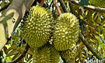 Những con số kỷ lục lịch sử về trái sầu riêng Việt Nam