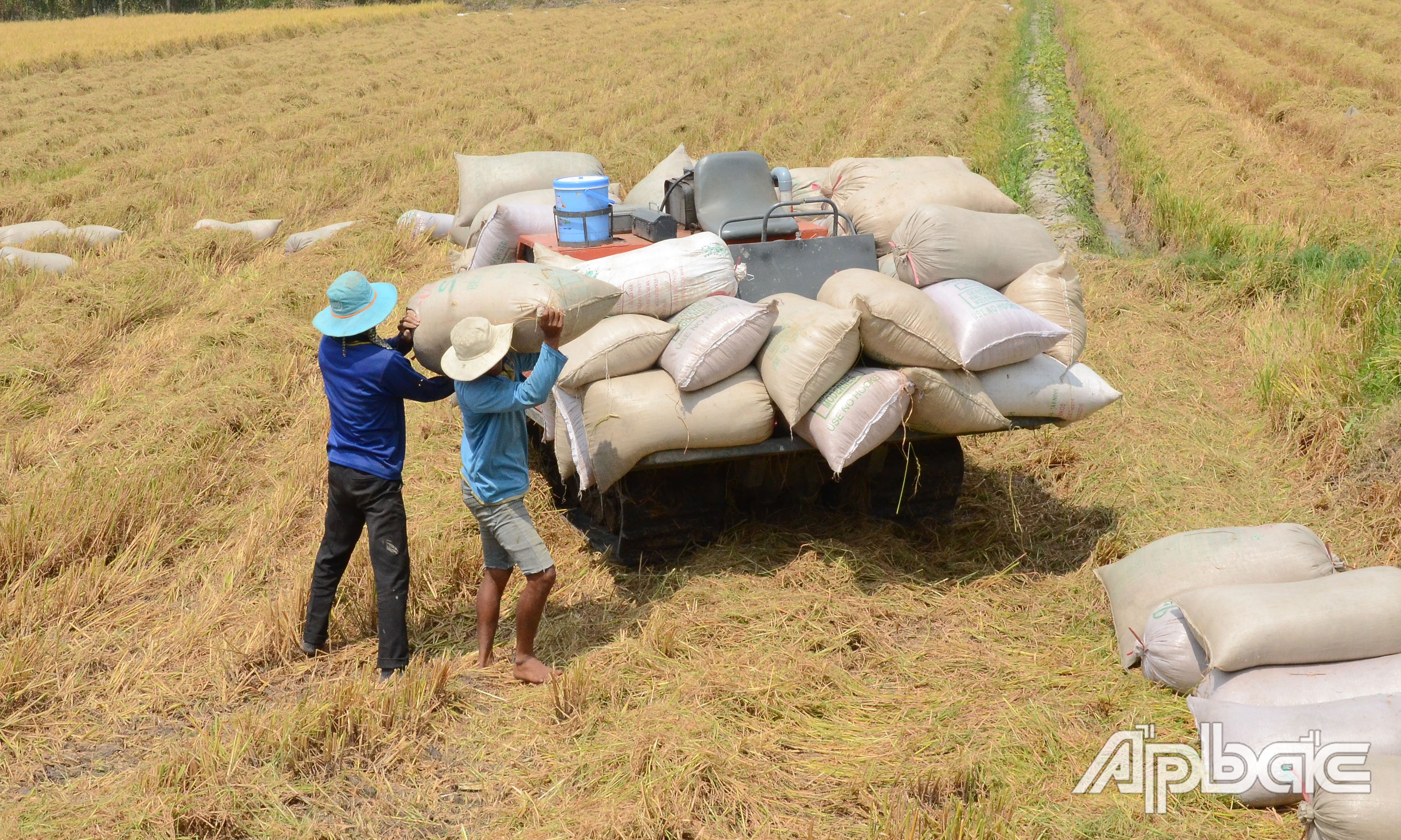 Thu hoạch lúa đông xuân tại xã Mỹ Hạnh Trung, TX. Cai Lậy.