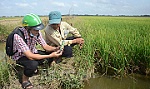 Xâm nhập mặn ở đồng bằng sông Cửu Long tiếp tục giảm dần