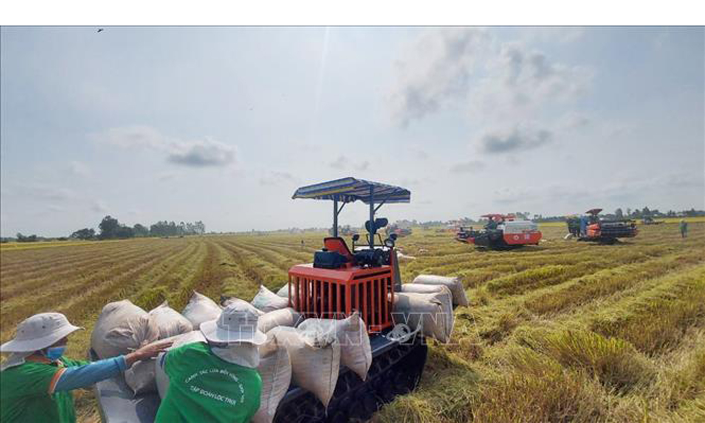 Nông dân huyện Thoại Sơn (An Giang) thu hoạch lúa Đông Xuân. Ảnh: Công Mạo/TTXVN