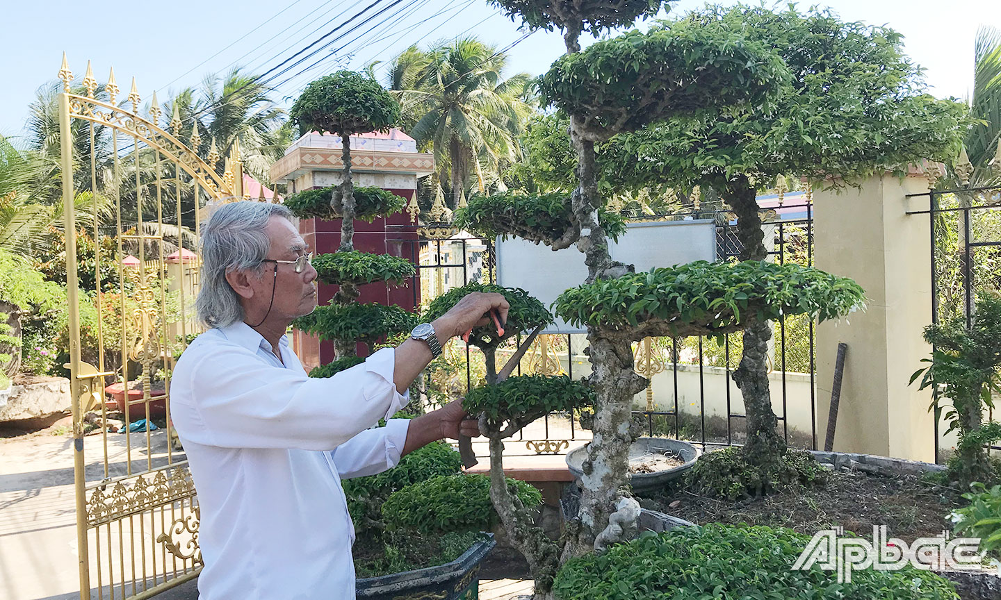 Ông Trần Văn Lộc, Phó Chi hội trưởng Chi hội SVC xã Thạnh Nhựt đang chăm chút cho cặp mai nu tạo dáng “Tam cang, ngũ thường
