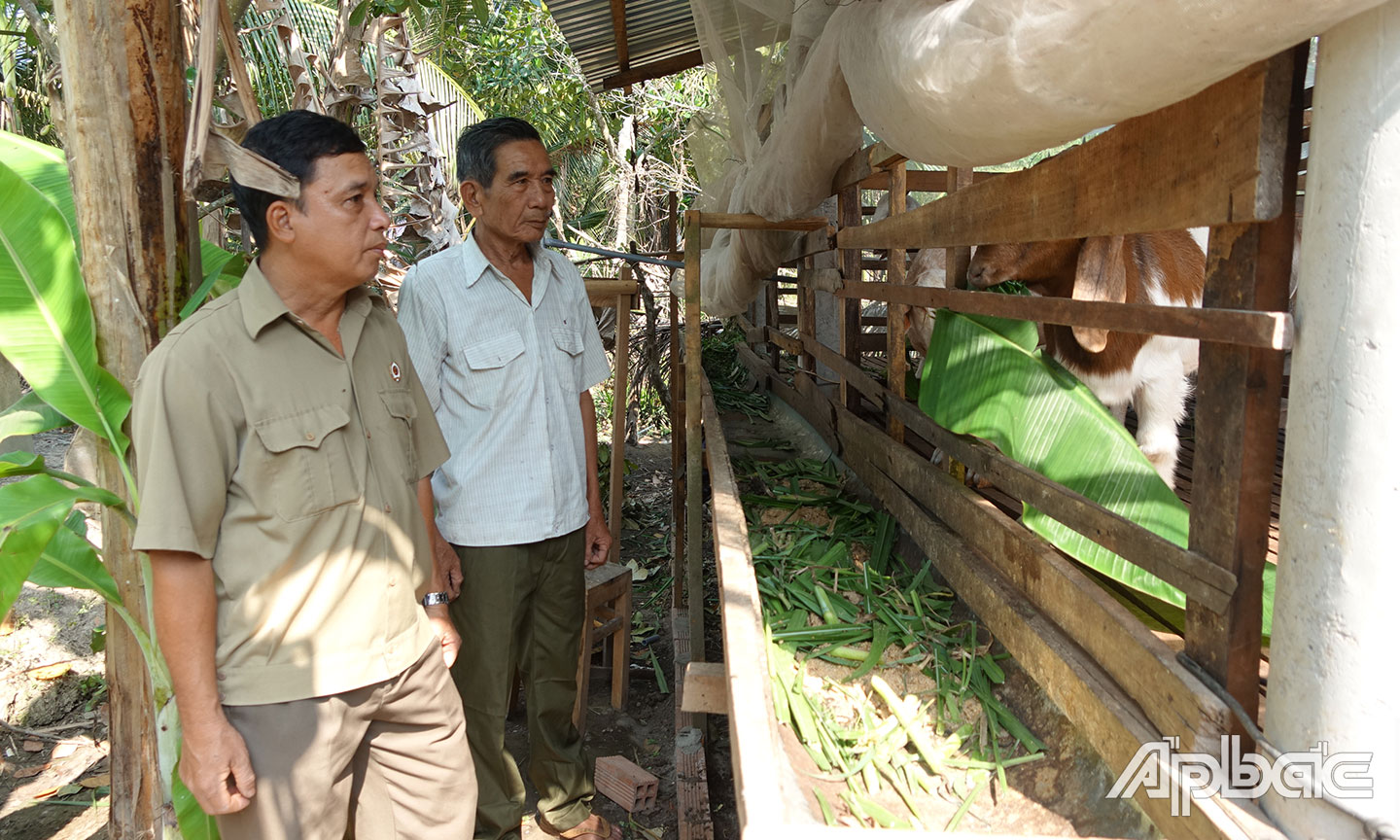 Cựu chiến binh Võ Văn Trường, ấp 5, xã Mỹ Thành Nam nâng cao thu nhập gia đình từ nguồn vốn vay  ưu đãi chính sách.