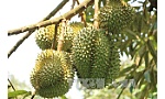 5 tấn sầu riêng Ri6 đã có mặt tại thị trường Anh