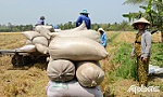BÀI 1: Khi nông dân không còn mặn mà với cây lúa