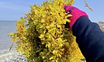 Đổ xô vớt rong biển trôi dạt vào bờ biển Gò Công