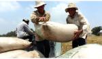 Indonesia trở thành thị trường nhập khẩu gạo lớn thứ ba của Việt Nam
