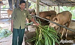 Chuyện một cựu chiến binh gương mẫu