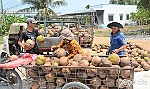 Nghiên cứu xây dựng Đề án Phát triển cây dừa trên địa bàn tỉnh Tiền Giang