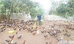 Gánh nặng nhà nông