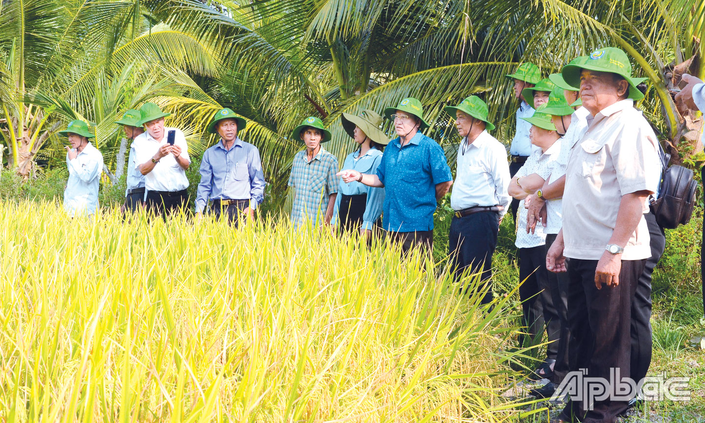 Mô hình sản xuất lúa theo hướng hữu cơ do Công ty TNHH Thương mại HK liên kết với HTX triển khai tại TX. Cai Lậy.